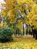 плоды,_дерево,_кр