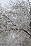 зима_дерево_снег