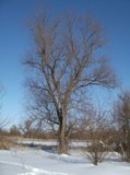 Дерево_зимой_в_л