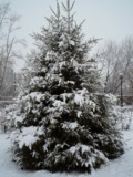 Дерево,_снег,_зим