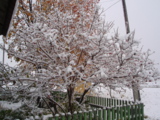 Дерево,_снег,_осе