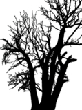 Tree,_silhouette,_nature,_glas
