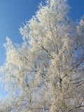 береза,_зима