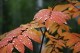 Дождь,_осень,_кап