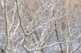_ветки,_дерево,_с�