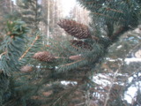 дерево,_лес,_зима