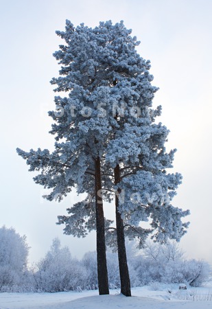 сосна,_зима