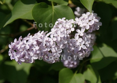 куст,_кустарник,_