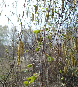 береза,_плакучая