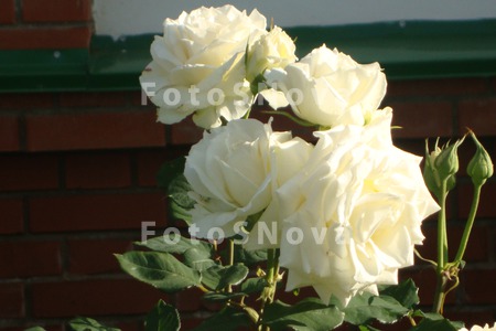Белые_розы,_стен