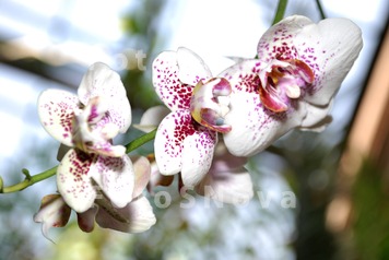 орхидея,_цветок,_