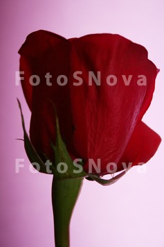 фото,_розы,_бутон