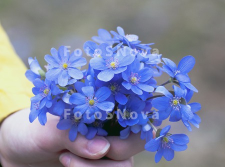 цветы,_голубые,_ф