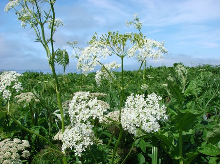 animal_and_flora,_flower,_autu