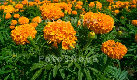 бархатец,_крупны