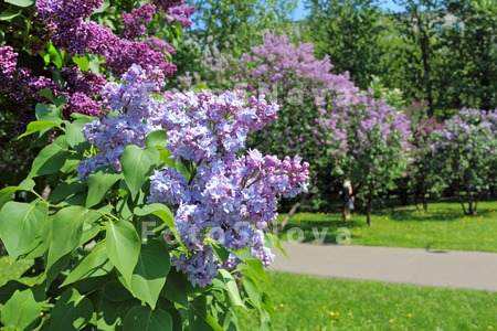 сирень,_сиреневы