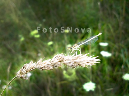 dragonfly,_insect,_dark,_blue,