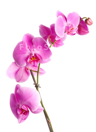 springs_orchid_flower_pink_iso