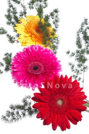 flowers_petals_red_daisies_col