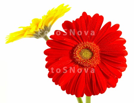 flowers_petals_red_daisies_col