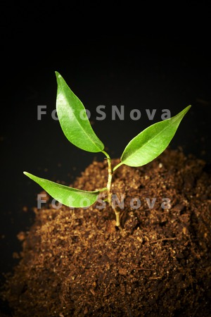 green_braird_leaf_plant_agricu