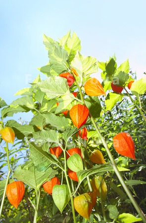 flowers_orange_lantern_plant_a