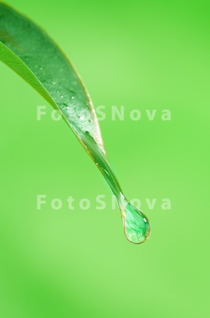 green_macro_drop_leaf_plant_wa