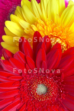 flowers_petals_red_daisies_col