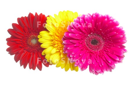 flowers_petals_red_daisies_col