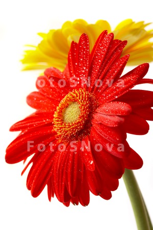 flowers_petals_red_daisies_col