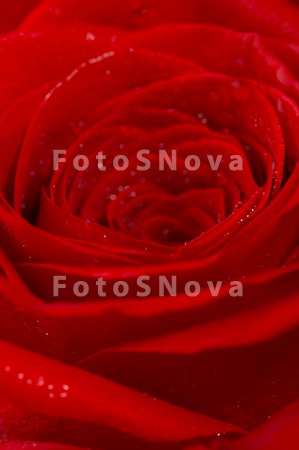 flowers_roses_petals_loves_pin
