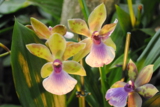 орхидеи_экзотик
