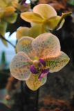 орхидея_желтая_э