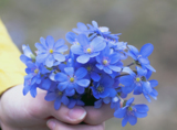 цветы,_голубые,_ф