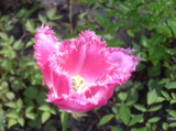 тюльпан,_розовый