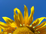 sunflower,_yellow,_sun,_botany