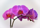 цветы,_орхидеи,_к