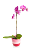 springs_orchid_flower_pink_iso