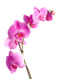 springs_orchid_flower_pink_iso