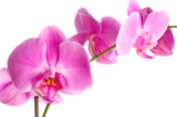 springs_orchid_flower_pink_iso