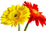 flowers_petals_red_daisies_col