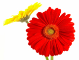 flowers_petals_red_daisies_col