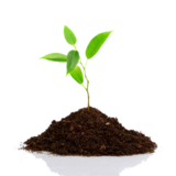 green_ground_growth_plant_natu