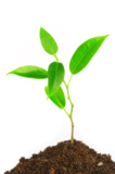 green_ground_growth_plant_natu