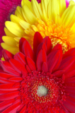 flowers_petals_red_daisies_col