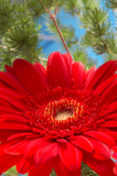 flowers_petals_red_daisies_col