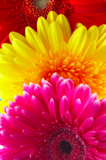 flowers_petals_red_daisies_col