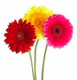 flowers_petals_red_daisies_col