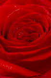 flowers_roses_petals_loves_pin