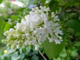 цветы_,_белая_цве
